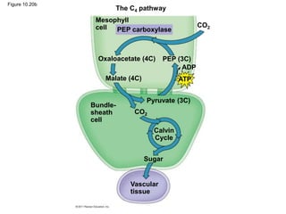 Figure 10.20b
The C4 pathway
Mesophyll
cell PEP carboxylase
CO2
Oxaloacetate (4C) PEP (3C)
Malate (4C)
Pyruvate (3C)
CO2
Bundle-
sheath
cell
Calvin
Cycle
Sugar
Vascular
tissue
ADP
ATP
 