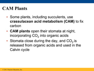 CAM Plants
• Some plants, including succulents, use
crassulacean acid metabolism (CAM) to fix
carbon
• CAM plants open their stomata at night,
incorporating CO2 into organic acids
• Stomata close during the day, and CO2 is
released from organic acids and used in the
Calvin cycle
© 2011 Pearson Education, Inc.
 