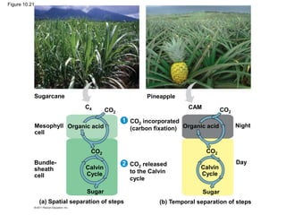 Sugarcane
Mesophyll
cell
Bundle-
sheath
cell
C4 CO2
Organic acid
CO2
Calvin
Cycle
Sugar
(a) Spatial separation of steps (b) Temporal separation of steps
CO2
Organic acid
CO2
Calvin
Cycle
Sugar
Day
Night
CAM
Pineapple
CO2 incorporated
(carbon fixation)
CO2 released
to the Calvin
cycle
2
1
Figure 10.21
 