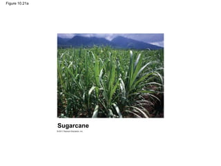 Figure 10.21a
Sugarcane
 