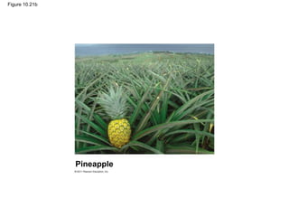 Figure 10.21b
Pineapple
 