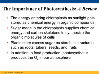 The Importance of Photosynthesis: A Review
• The energy entering chloroplasts as sunlight gets
stored as chemical energy in organic compounds
• Sugar made in the chloroplasts supplies chemical
energy and carbon skeletons to synthesize the
organic molecules of cells
• Plants store excess sugar as starch in structures
such as roots, tubers, seeds, and fruits
• In addition to food production, photosynthesis
produces the O2 in our atmosphere
© 2011 Pearson Education, Inc.
 
