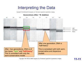 Light Half-heavy Heavy Generations After  14 N Addition 4.1 3.0 2.5 1.9 1.5 1.1 1.0 0.7 0.3 Copyright © The McGraw-Hill Companies, Inc. Permission required for reproduction or display. *Data from: Meselson, M. and Stahl, F.W. (1958) The Replication of DNA in Escherichia coli. Proc. Natl. Acad. Sci. USA 44: 671−682 Interpreting the Data   Copyright ©The McGraw-Hill Companies, Inc. Permission required for reproduction or display 11-11 After one generation, DNA is “half-heavy” This is consistent with both semi-conservative and dispersive models After ~two generations, DNA is of two types: “ light ” and “ half-heavy ” This is consistent with only the semi-conservative model 