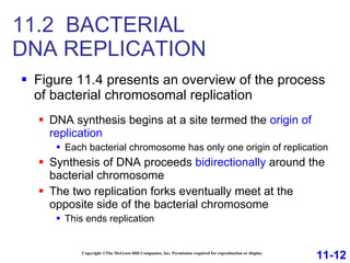 11.2  BACTERIAL  DNA REPLICATION Figure 11.4 presents an overview of the process of bacterial chromosomal replication DNA synthesis begins at a site termed the  origin of replication Each bacterial chromosome has only one origin of replication Synthesis of DNA proceeds  bidirectionally  around the bacterial chromosome The two replication forks eventually meet at the opposite side of the bacterial chromosome This ends replication Copyright ©The McGraw-Hill Companies, Inc. Permission required for reproduction or display 11-12 
