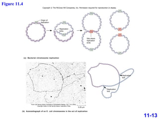 0.25 μ m (b)  Autoradiograph of an E. coli chromosome in the act of replication (a)  Bacterial chromosome replication Replication forks Origin of replication Replication fork Site where replication ends Copyright © The McGraw-Hill Companies, Inc. Permission required for reproduction or display. From Cold Spring Harbor Symposia of Quantitative Biology, 28, p. 43 (1963). Copyright holder is Cold Spring Habour Laboratory Press. Replication fork 11-13 Figure 11.4 