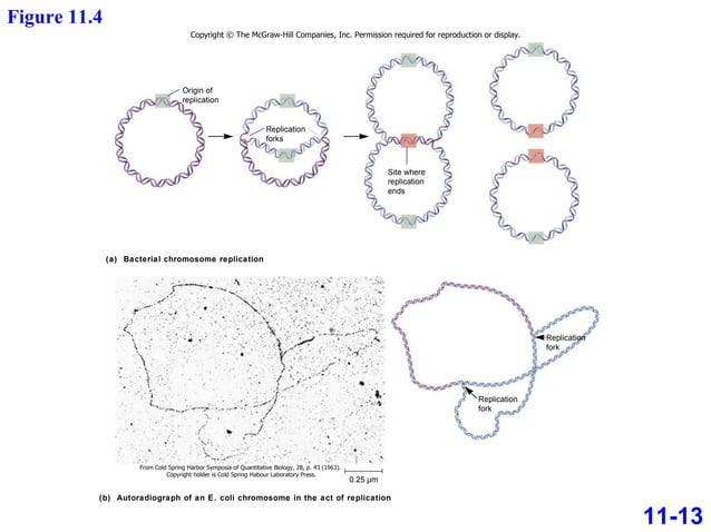 Chap11 studyppt | PPT