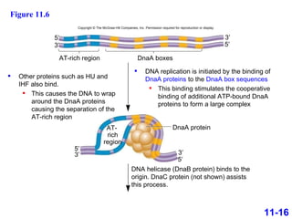 AT-rich region DnaA boxes DNA helicase (DnaB protein) binds to the origin. DnaC protein (not shown) assists this process. DnaA protein Copyright © The McGraw-Hill Companies, Inc. Permission required for reproduction or display. 5′ 3′ AT-  rich region 3′ 5′ 5′ 3′ 3′ 5′ 11-16 Figure 11.6 DNA replication is initiated by the binding of  DnaA proteins  to the  DnaA box sequences This binding stimulates the cooperative binding of additional ATP-bound DnaA proteins to form a large complex Other proteins such as HU and IHF also bind.  This causes the DNA to wrap around the DnaA proteins causing the separation of the AT-rich region 