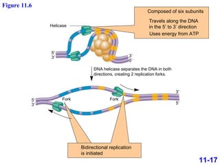 11-17 Figure 11.6 Composed of six subunits Travels along the DNA in the 5’ to 3’ direction Uses energy from ATP Helicase DNA helicase separates the DNA in both directions, creating 2 replication forks. Fork Fork 5′ 3′ 5′ 3′ 3′ 5′ 3′ 5′ Bidirectional replication  is initiated 