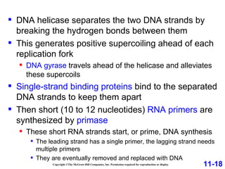 Copyright ©The McGraw-Hill Companies, Inc. Permission required for reproduction or display DNA helicase separates the two DNA strands by breaking the hydrogen bonds between them This generates positive supercoiling ahead of each replication fork DNA gyrase  travels ahead of the helicase and alleviates these supercoils Single-strand binding proteins  bind to the separated DNA strands to keep them apart Then short (10 to 12 nucleotides)  RNA primers  are synthesized by  primase These short RNA strands start, or prime, DNA synthesis The leading strand has a single primer, the lagging strand needs multiple primers They are eventually removed and replaced with DNA 11-18 