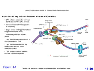 Copyright ©The McGraw-Hill Companies, Inc. Permission required for reproduction or display 11-19 Figure 11.7 5′ 3′ 5′ 5′ 3′ 3′ DNA polymerase III Origin Leading strand Lagging strand Linked Okazaki fragments Direction of fork movement Functions of key proteins involved with DNA replication DNA polymerase III RNA primer Okazaki fragment DNA ligase RNA primer Single-strand binding protein DNA helicase Topoisomerase  Parental DNA Primase Replication fork Copyright © The McGraw-Hill Companies, Inc. Permission required for reproduction or display. •  DNA helicase breaks the hydrogen bonds between the DNA strands. •  Topoisomerase alleviates positive supercoiling. •  Single-strand binding proteins keep the parental strands apart. •  Primase synthesizes an RNA primer. •  DNA polymerase III synthesizes a daughter strand of DNA. •  DNA polymerase I excises the RNA primers and fills in with DNA (not shown). •  DNA ligase covalently links the Okazaki fragments together. 