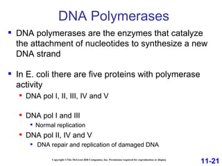 DNA Polymerases Copyright ©The McGraw-Hill Companies, Inc. Permission required for reproduction or display DNA polymerases are the enzymes that catalyze the attachment of nucleotides to synthesize a new DNA strand In E. coli there are five proteins with polymerase activity DNA pol I, II, III, IV and V DNA pol I and III  Normal replication DNA pol II, IV and V  DNA repair and replication of damaged DNA 11-21 
