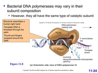 (a) Schematic side view of DNA polymerase III 3′ 3′ exonuclease site 3′ 5′ 5′ Fingers Thumb DNA polymerase catalytic site Template strand Palm Incoming deoxyribonucleoside triphosphates (dNTPs) Copyright ©The McGraw-Hill Companies, Inc. Permission required for reproduction or display Bacterial DNA polymerases may vary in their subunit composition However, they all have the same type of catalytic subunit 11-24 Figure 11.8 Structure resembles a human right hand Template DNA is threaded through the palm  Thumb and fingers wrapped around the DNA Copyright © The McGraw-Hill Companies, Inc. Permission required for reproduction or display. 