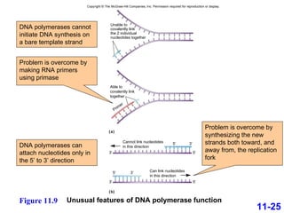 11-25 Problem is overcome by making RNA primers using primase DNA polymerases cannot initiate DNA synthesis on a bare template strand DNA polymerases can attach nucleotides only in the 5’ to 3’ direction Problem is overcome by synthesizing the new strands both toward, and away from, the replication fork (b) (a) 3′ 5′ 5′ 3′ 3′ 5′ 5′ 3′ Cannot link nucleotides  in this direction Able to covalently link together Can link nucleotides in this direction Unable to covalently link the 2 individual nucleotides together Copyright © The McGraw-Hill Companies, Inc. Permission required for reproduction or display. Primer Unusual features of DNA polymerase function Figure 11.9 