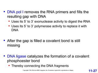 Copyright ©The McGraw-Hill Companies, Inc. Permission required for reproduction or display DNA pol I  removes the RNA primers and fills the resulting gap with DNA Uses its 5’ to 3’ exonuclease activity to digest the RNA Uses its 5’ to 3’ polymerase activity to replace it with DNA After the gap is filled a covalent bond is still missing DNA ligase  catalyzes the formation of a covalent phosphoester bond Thereby connecting the DNA fragments 11-27 