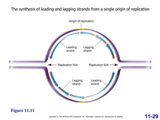 5′ 3′ 5′ 3′ Origin of replication Replication fork Replication fork Leading strand Lagging strand Leading strand Lagging strand Copyright © The McGraw-Hill Companies, Inc. Permission required for reproduction or display. 11-29 Figure 11.11 The synthesis of leading and lagging strands from a single origin of replication 