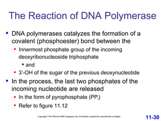 The Reaction of DNA Polymerase Copyright ©The McGraw-Hill Companies, Inc. Permission required for reproduction or display DNA polymerases catalyzes the formation of a covalent (phosphoester) bond between the Innermost phosphate group of the incoming deoxyribonucleoside triphosphate   and 3’-OH of the sugar of the previous deoxynucleotide  In the process, the last two phosphates of the incoming nucleotide are released In the form of pyrophosphate (PP i ) Refer to figure 11.12 11-30 