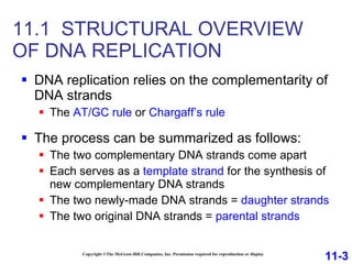 11.1  STRUCTURAL OVERVIEW  OF DNA REPLICATION DNA replication relies on the complementarity of DNA strands The  AT/GC rule  or  Chargaff’s rule The process can be summarized as follows: The two complementary DNA strands come apart  Each serves as a  template strand  for the synthesis of new complementary DNA strands The two newly-made DNA strands =  daughter strands The two original DNA strands =  parental strands Copyright ©The McGraw-Hill Companies, Inc. Permission required for reproduction or display 11-3 