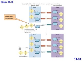 11-31 Figure 11.12 New DNA strand Original DNA strand Copyright © The McGraw-Hill Companies, Inc. Permission required for reproduction or display. O O O O O O P CH 2 O  – Incoming nucleotide (a deoxyribonucleoside triphosphate) Pyrophosphate (PPi) New ester bond 5′ 5′ end O O O P CH 2 O  – O O O CH 2 O  – O O O O  – P O  – 5′ O O O O O P CH 2 5′ 5′ end 3′ end O O P CH 2 O  – O O O O P CH 2 O  – O O P O  – O P O  – O  – O – + OH 3′ OH 3′ OH 3′ P P O Cytosine Guanine Guanine Cytosine Thymine Adenine Cytosine Guanine Guanine Cytosine Thymine Adenine O O O O O P H 2 C H 2 C O  – 3′ O O O P O O H 2 C O  – O O P O  – 5′ 5′ end O O O O O P H 2 C H 2 C O  – 3′ O O O P O O H 2 C O  – O O P O  – 5′ 3′ end 5′ end O O  – O  – 3′ end Innermost phosphate 