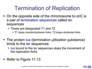 Termination of Replication Copyright ©The McGraw-Hill Companies, Inc. Permission required for reproduction or display On the opposite side of the chromosome to oriC   is a pair of  termination sequences  called  ter  sequences These are designated T1 and T2 T1 stops counterclockwise forks, T2 stops clockwise forks The protein  tus   ( t ermination  u tilization  s ubstance) binds to the  ter  sequences tus   bound to the  ter  sequences stops the movement of the replication forks Refer to Figure 11.13 11-34 