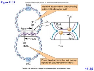 Fork Fork Fork Fork ter (T2) oriC oriC (T1) Tus Tus Copyright © The McGraw-Hill Companies, Inc. Permission required for reproduction or display. ter 11-35 Figure 11.13 Copyright ©The McGraw-Hill Companies, Inc. Permission required for reproduction or display Prevents advancement of fork moving right-to-left (counterclockwise fork) Prevents advancement of fork moving left-to-right (clockwise fork) 