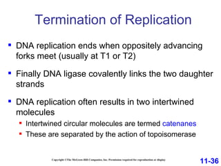 Termination of Replication Copyright ©The McGraw-Hill Companies, Inc. Permission required for reproduction or display DNA replication ends when oppositely advancing forks meet (usually at T1 or T2) Finally DNA ligase covalently links the two daughter strands  DNA replication often results in two intertwined molecules Intertwined circular molecules are termed  catenanes These are separated by the action of topoisomerase 11-36 