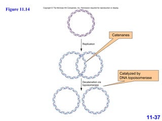 11-37 Figure 11.14 Catenanes Catalyzed by  DNA topoisomerase Replication Decatenation via topoisomerase  Copyright © The McGraw-Hill Companies, Inc. Permission required for reproduction or display. 