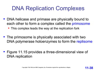 DNA Replication Complexes Copyright ©The McGraw-Hill Companies, Inc. Permission required for reproduction or display DNA helicase and primase are physically bound to each other to form a complex called the  primosome This complex leads the way at the replication fork The primosome is physically associated with two DNA polymerase holoenzymes to form the  replisome Figure 11.15 provides a three-dimensional view of DNA replication 11-38 