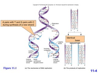 T A G C A G A T T A T G G A A C C C T T G C G T A T A C G A T T A C G T A T C G C C G A T C G C A C G G C Incoming nucleotides Original (template) strand Original (template) strand Newly synthesized daughter strand Replication fork (a) The mechanism of DNA replication (b) The products of replication Leading strand Lagging strand 5′ 3′ 3′ 5′ A T A T T A T A T A C G C G G C G C G C G C C G A T 5′ 3′ 5′ 3′ 3′ 5′ A T A T T A T A T A C G C G G C G C G C G C C G A T 3′ 3′ 3′ 5′ A T A T T A T A T A C G C G G C G C G C G C C G A T Copyright © The McGraw-Hill Companies, Inc. Permission required for reproduction or display. 5′ 3′ A A T C Figure 11.1 11-4 Identical  base sequences A pairs with T and G pairs with C during synthesis of a new strand 