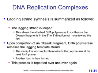 DNA Replication Complexes Copyright ©The McGraw-Hill Companies, Inc. Permission required for reproduction or display Lagging strand synthesis is summarized as follows: The lagging strand is looped This allows the attached DNA polymerase to synthesize the Okazaki fragments in the 5’ to 3’ direction yet move toward the fork Upon completion of an Okazaki fragment, DNA polymerase releases the lagging template strand The clamp loader complex then reloads the polymerase at the next RNA primer Another loop is then formed This process is repeated over and over again  11-41 