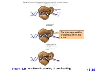 11-45 Site where nucleotides are removed from the 3’ end C T 3′ 3′ 5′ 5′ Mismatch causes DNA polymerase to pause, leaving mismatched nucleotide near the 3′ end. Template strand The 3′ end enters the exonuclease site. 3′ 5′ 5′ At the 3′ exonuclease site, the strand is digested in the 3′ to 5′ direction until the incorrect nucleotide is removed. 3′ 5′ 5′ Copyright © The McGraw-Hill Companies, Inc. Permission required for reproduction or display. Base pair  mismatch  near the  3′ end 3′ 3′ Incorrect nucleotide removed exonuclease site A schematic drawing of proofreading Figure 11.16 