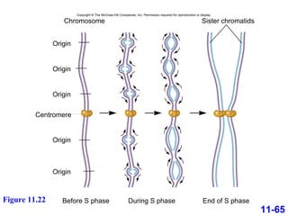 11-65 Figure 11.22 Chromosome Sister chromatids Before S phase During S phase End of S phase Origin Origin Origin Origin Origin Centromere Copyright © The McGraw-Hill Companies, Inc. Permission required for reproduction or display. 