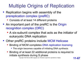 Multiple Origins of Replication Copyright ©The McGraw-Hill Companies, Inc. Permission required for reproduction or display Replication begins with assembly of the  prereplication complex (preRC) Consists of at least 14 different proteins An important part of the preRC is the  Origin recognition complex (ORC) A six-subunit complex that acts as the initiator of eukaryotic DNA replication  Other preRC proteins include  MCM Helicase Binding of MCM completes  DNA replication licensing The origin becomes capable of initiating DNA synthesis Binding of at least 22 additional proteins is required to initiate synthesis during S phase 11-67 