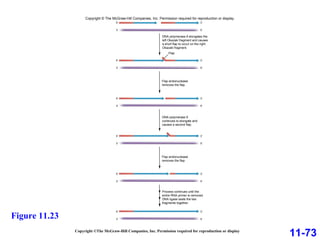 Copyright ©The McGraw-Hill Companies, Inc. Permission required for reproduction or display 11-73 Figure 11.23 3′ 5′ DNA polymerase δ elongates the left Okazaki fragment and causes a short flap to occur on the right Okazaki fragment. Flap 5′ 3′ 3′ 5′ Process continues until the entire RNA primer is removed. DNA ligase seals the two fragments together. 5′ 3′ Flap endonuclease removes the flap. 5′ 3′ 3′ 5′ DNA polymerase δ continues to elongate and causes a second flap. 5′ 3′ 3′ 5′ Flap endonuclease removes the flap. 5′ 3′ 3′ 5′ 5′ 3′ 3′ 5′ Copyright © The McGraw-Hill Companies, Inc. Permission required for reproduction or display. 