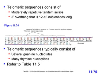 Copyright ©The McGraw-Hill Companies, Inc. Permission required for reproduction or display Telomeric sequences consist of Moderately repetitive tandem arrays 3’ overhang that is 12-16 nucleotides long 11-75 Figure 11.24 Telomeric sequences typically consist of Several guanine nucleotides Many thymine nucleotides Refer to Table 11.5 Telomeric repeat sequences Overhang C G C G C G T A A T A T C G C G C G T A A T A T C G C G C G T A A T A T C G C G C G T A A T A T C G C G C G T A A T A T C G C G C G T A A T A T C G C G C G T A A T T A T G G G A A T A T G G G A T A T T T G G G 5′ 3′ Copyright © The McGraw-Hill Companies, Inc. Permission required for reproduction or display. 