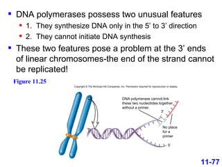 DNA polymerases possess two unusual features 1.  They synthesize DNA only in the 5’ to 3’ direction 2.  They cannot initiate DNA synthesis These two features pose a problem at the 3’ ends of linear chromosomes-the end of the strand cannot be replicated! 11-77 Figure 11.25 Copyright © The McGraw-Hill Companies, Inc. Permission required for reproduction or display. DNA polymerase cannot link these two nucleotides together without a primer. No place for a primer 3′ 5′ 