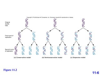 Figure 11.2 11-6 (a) Conservative model First round of replication Second round of replication Original double helix (b) Semiconservative model (c) Dispersive model Copyright © The McGraw-Hill Companies, Inc. Permission required for reproduction or display. 