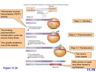 11-79 Figure 11.26 Step 1 = Binding Step 3 = Translocation The binding-polymerization-translocation cycle can occurs many times This greatly lengthens one of the strands The end is now copied Step 2 = Polymerization RNA primer is made and other strand is synthesized. Telomerase reverse transcriptase (TERT) activity Telomere Telomerase Eukaryotic chromosome Repeat unit 3′ 3 5′ T T A G G G T T A A A T C C C A A T C C C A A U C C C G G G A G G G T T A T T G G G T T A G G G T T A C C C A A U C C C G G G T T A T T G G G T T A G G G A G G G C C C A A U C C C T T C C C A A T A A A A T C C C U A A C U C C C C C T T A G G G T T A G G G T T A T T G T T A G G G A G G G G G T T A G G G T T A G G G T T A T T G T T A G G G A G G G G G G T T A G G A A T C C C A A T A A T C C C A A T A A T C C C A A T RNA RNA primer Telomerase synthesizes a 6-nucleotide repeat. Telomerase moves 6 nucleotides to the right and begins to make another repeat. The complementary strand is made by primase, DNA polymerase, and ligase. 3′ 5′ 5′ 3′ 3′ Copyright © The McGraw-Hill Companies, Inc. Permission required for reproduction or display. 