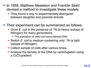 In 1958, Matthew Meselson and Franklin Stahl devised a method to investigate these models They found a way to experimentally distinguish between daughter and parental strands Their experiment can be summarized as follows: Grow  E. coli  in the presence of  15 N (a heavy isotope of Nitrogen) for many generations The population of cells had heavy-labeled DNA Switch  E. coli  to medium containing only  14 N (a light isotope of Nitrogen) Collect sample of cells after various times Analyze the density of the DNA by centrifugation using a CsCl gradient Copyright ©The McGraw-Hill Companies, Inc. Permission required for reproduction or display 11-7 