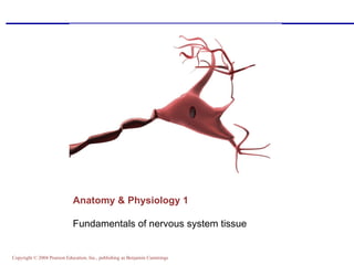 Anatomy & Physiology 1 ,[object Object]