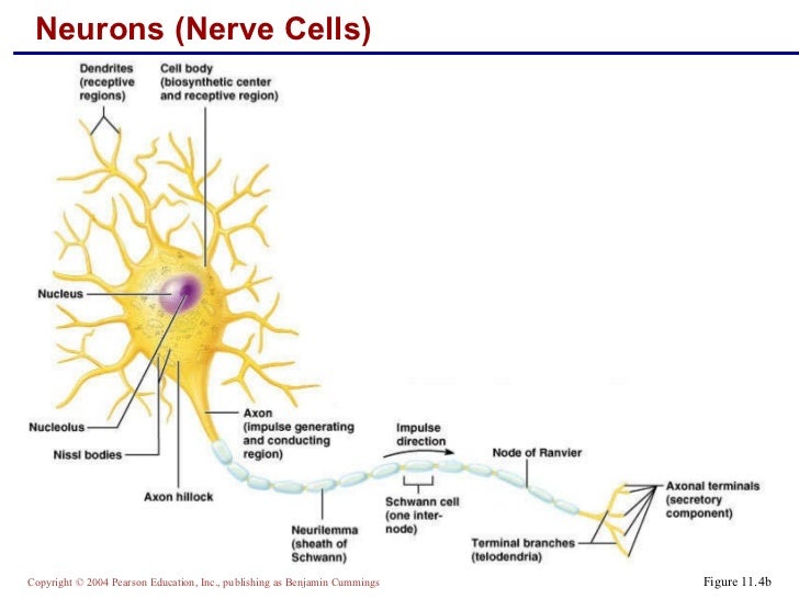 Chap 11 nervous system part 1