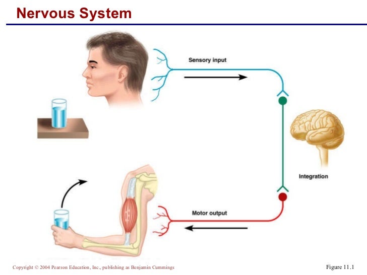 Chap 11 nervous system part 1