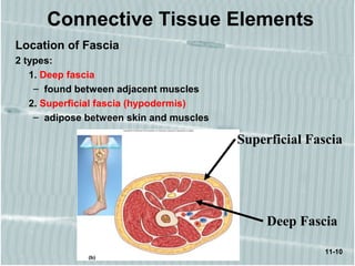 11-10
Connective Tissue Elements
Superficial Fascia
Deep Fascia
Location of Fascia
2 types:
1. Deep fascia
– found between adjacent muscles
2. Superficial fascia (hypodermis)
– adipose between skin and muscles
 