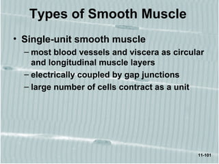11-101
Types of Smooth Muscle
• Single-unit smooth muscle
– most blood vessels and viscera as circular
and longitudinal muscle layers
– electrically coupled by gap junctions
– large number of cells contract as a unit
 