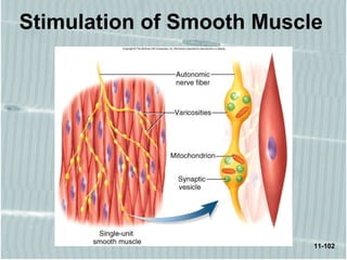 11-102
Stimulation of Smooth Muscle
 