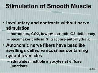 11-103
Stimulation of Smooth Muscle
• Involuntary and contracts without nerve
stimulation
– hormones, CO2, low pH, stretch, O2 deficiency
– pacemaker cells in GI tract are autorhythmic
• Autonomic nerve fibers have beadlike
swellings called varicosities containing
synaptic vesicles
– stimulates multiple myocytes at diffuse
junctions
 