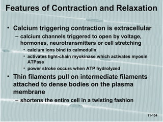11-104
Features of Contraction and Relaxation
• Calcium triggering contraction is extracellular
– calcium channels triggered to open by voltage,
hormones, neurotransmitters or cell stretching
• calcium ions bind to calmodulin
• activates light-chain myokinase which activates myosin
ATPase
• power stroke occurs when ATP hydrolyzed
• Thin filaments pull on intermediate filaments
attached to dense bodies on the plasma
membrane
– shortens the entire cell in a twisting fashion
 