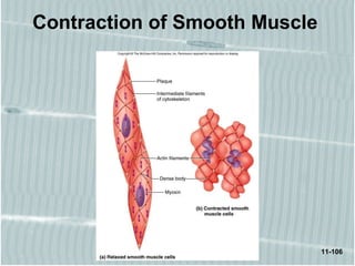11-106
Contraction of Smooth Muscle
 