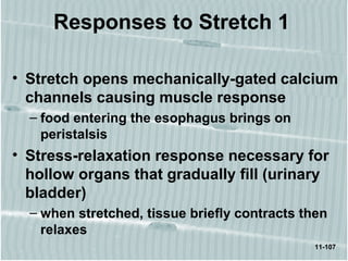 11-107
Responses to Stretch 1
• Stretch opens mechanically-gated calcium
channels causing muscle response
– food entering the esophagus brings on
peristalsis
• Stress-relaxation response necessary for
hollow organs that gradually fill (urinary
bladder)
– when stretched, tissue briefly contracts then
relaxes
 