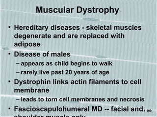 11-109
Muscular Dystrophy
• Hereditary diseases - skeletal muscles
degenerate and are replaced with
adipose
• Disease of males
– appears as child begins to walk
– rarely live past 20 years of age
• Dystrophin links actin filaments to cell
membrane
– leads to torn cell membranes and necrosis
• Fascioscapulohumeral MD -- facial and
 