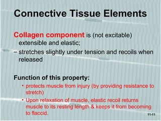 11-11
Connective Tissue Elements
Collagen component is (not excitable)
extensible and elastic;
– stretches slightly under tension and recoils when
released
Function of this property:
• protects muscle from injury (by providing resistance to
stretch)
• Upon relaxation of muscle, elastic recoil returns
muscle to its resting length & keeps it from becoming
to flaccid.
 